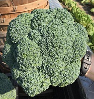 a head of broccoli